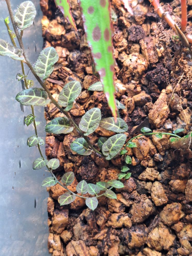 Solanum evolvulifolium - wiwarium, las w szkle