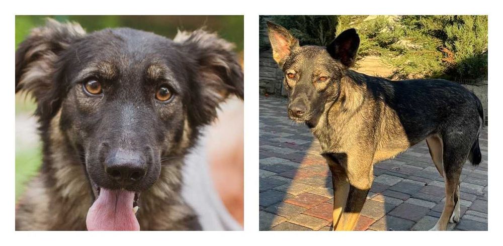 віддам собаку щеплені адекватні