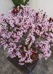 Bonsai Ameixoeira 18 anos
