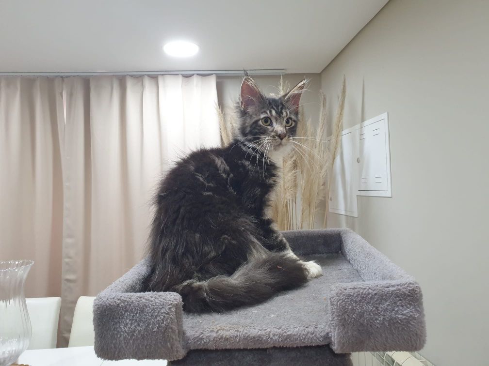 Macho Maine Coon com Lop