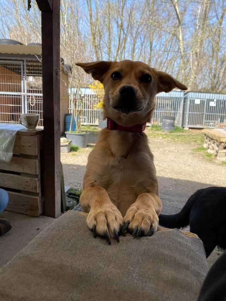Sula poleca się do adopcji:)
