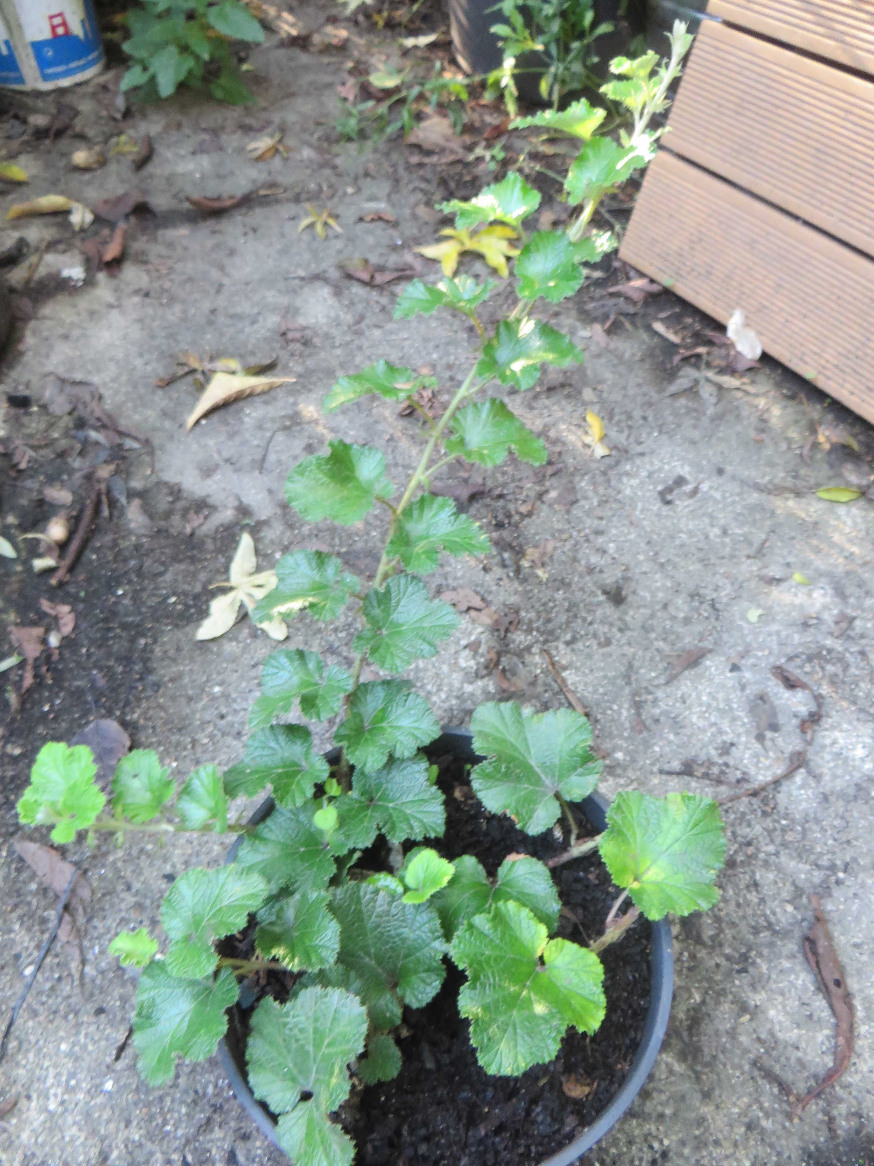 Framboesa Rastejante de Taiwan -  Rubus pentalobus 'Emerald Carpet'