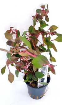 Ludwigia Mini sp. Super Red Koszyk Akwarium Ozdoba Wysyłka