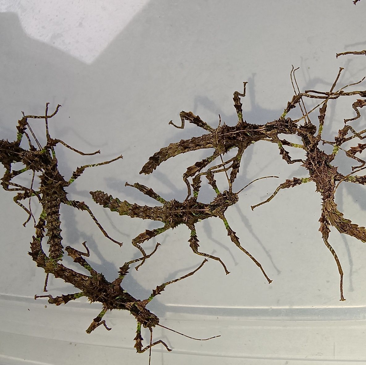 Straszyki filipińskie - Trachyaretaon sp. North Luzon