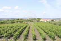 Terreno  para venda