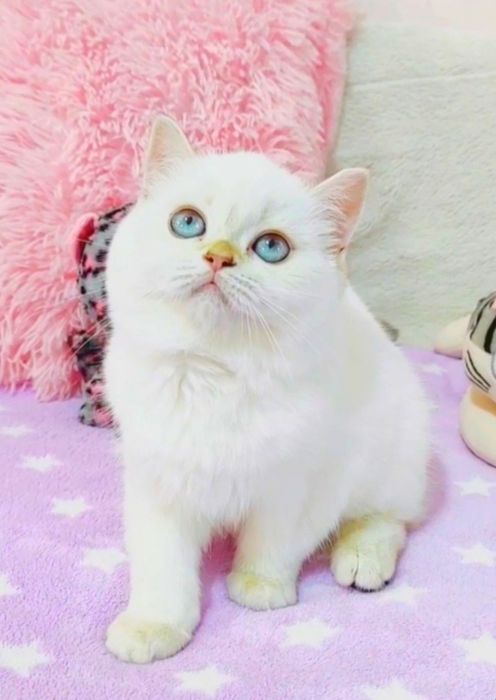 Беленькая малышка настоящий медвежонок