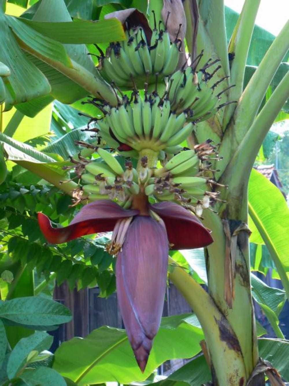 Bananowiec musa balbisiana +GRATISY