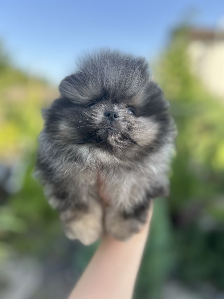 Эксклюзив !!!Шикарные шпицы мерле