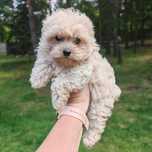 Maltipoo F1 suczka Xs chip rodowód paszport
