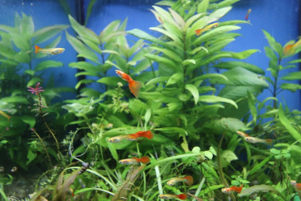 Guppies Red Blonde