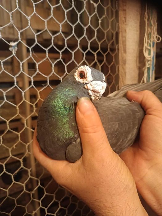 Sprzedam brodawczaki