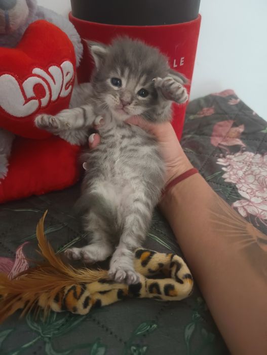 *Malibu*Maine Coon Zapraszamy do rezerwacji Rodowód Chip