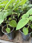 Paulownia elongata