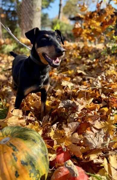 suczka w typie jagterriera pilnie szuka domu