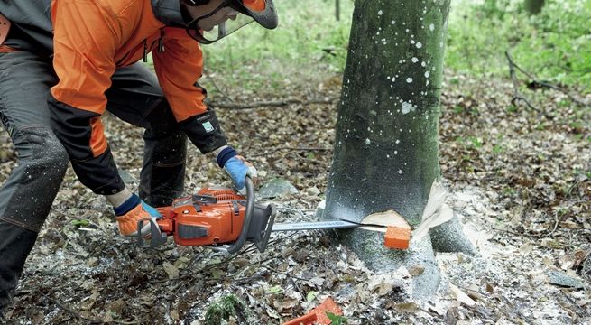 Kurs na operatora pilarki mechanicznej do ścinki drzew START 31.08.
