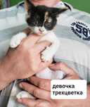 Котята трехцветки в хорошие руки