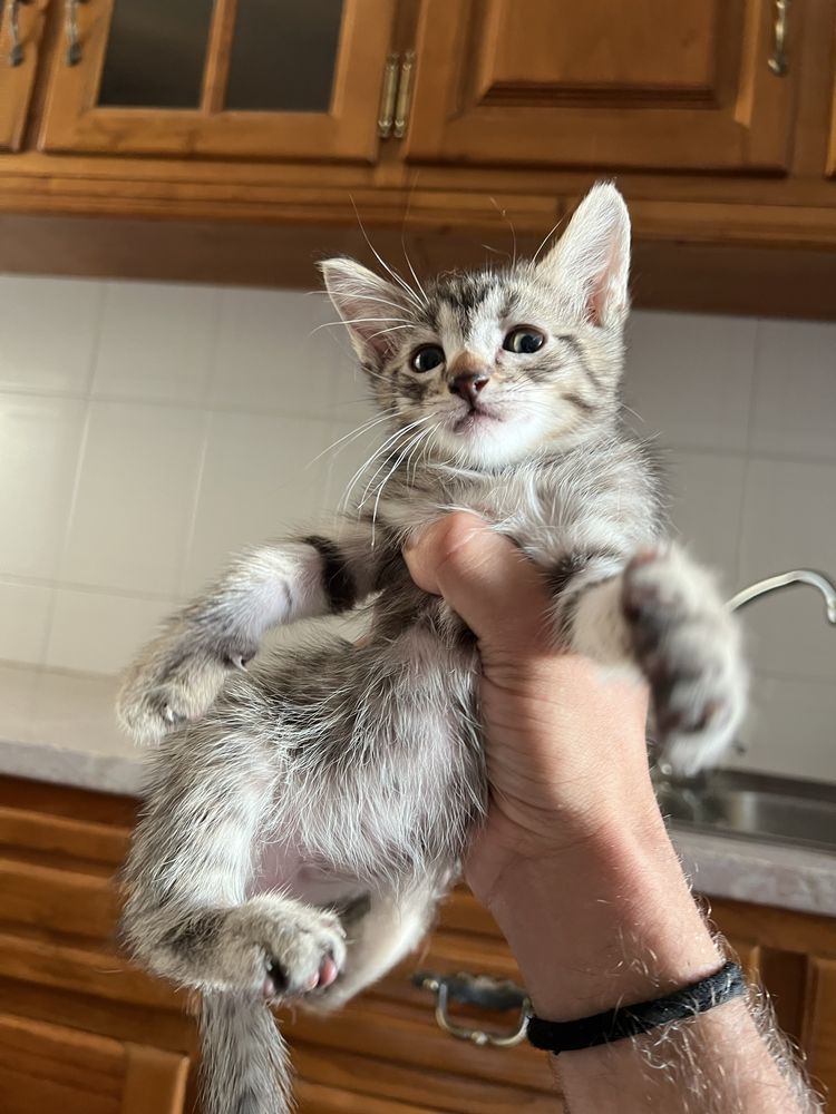 Gatos para adoçao.
