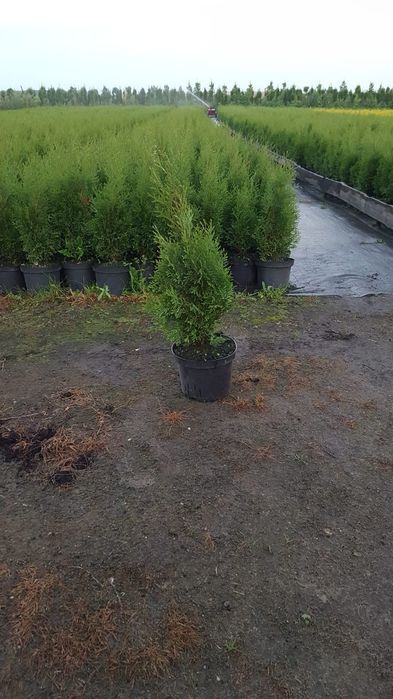 Tuja, tuje szmaragd wysokość 50cm-60cm. Szkółka Krupocin.