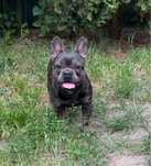 Buldog francuski pies samiec niebieski blue