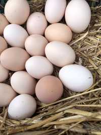 Sprzedaż swojskich jaj, kogutów, perliczek i gęsi