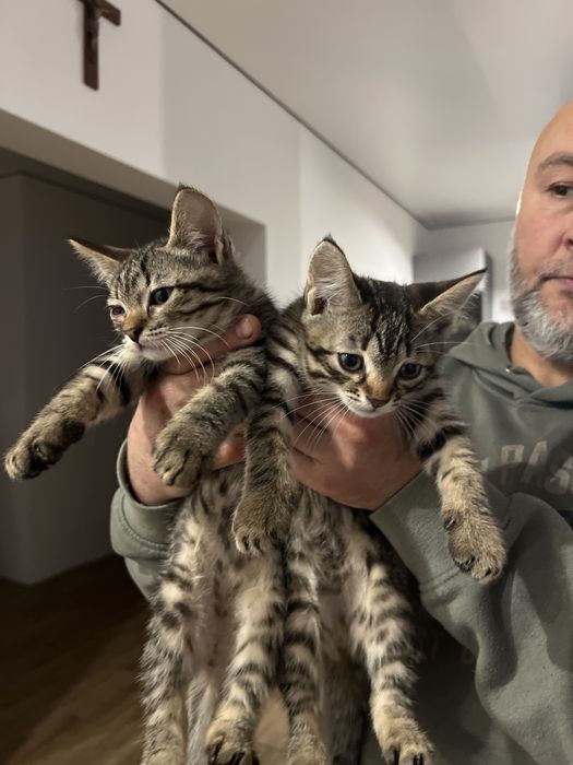 Кошенята Віддам в добрі руки!Два котика!