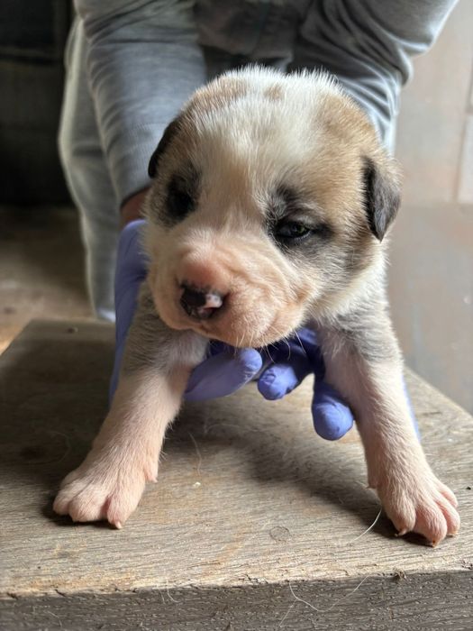 Rafeiros alentejanos puros