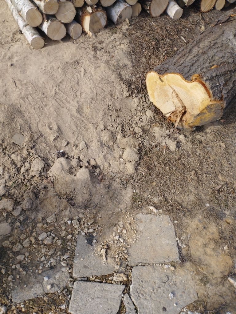 Pień  czereśni sprzedam