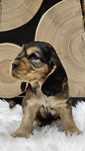 Cocker Spaniel Angielski