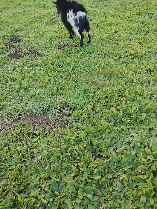 bode anao para reproduçao