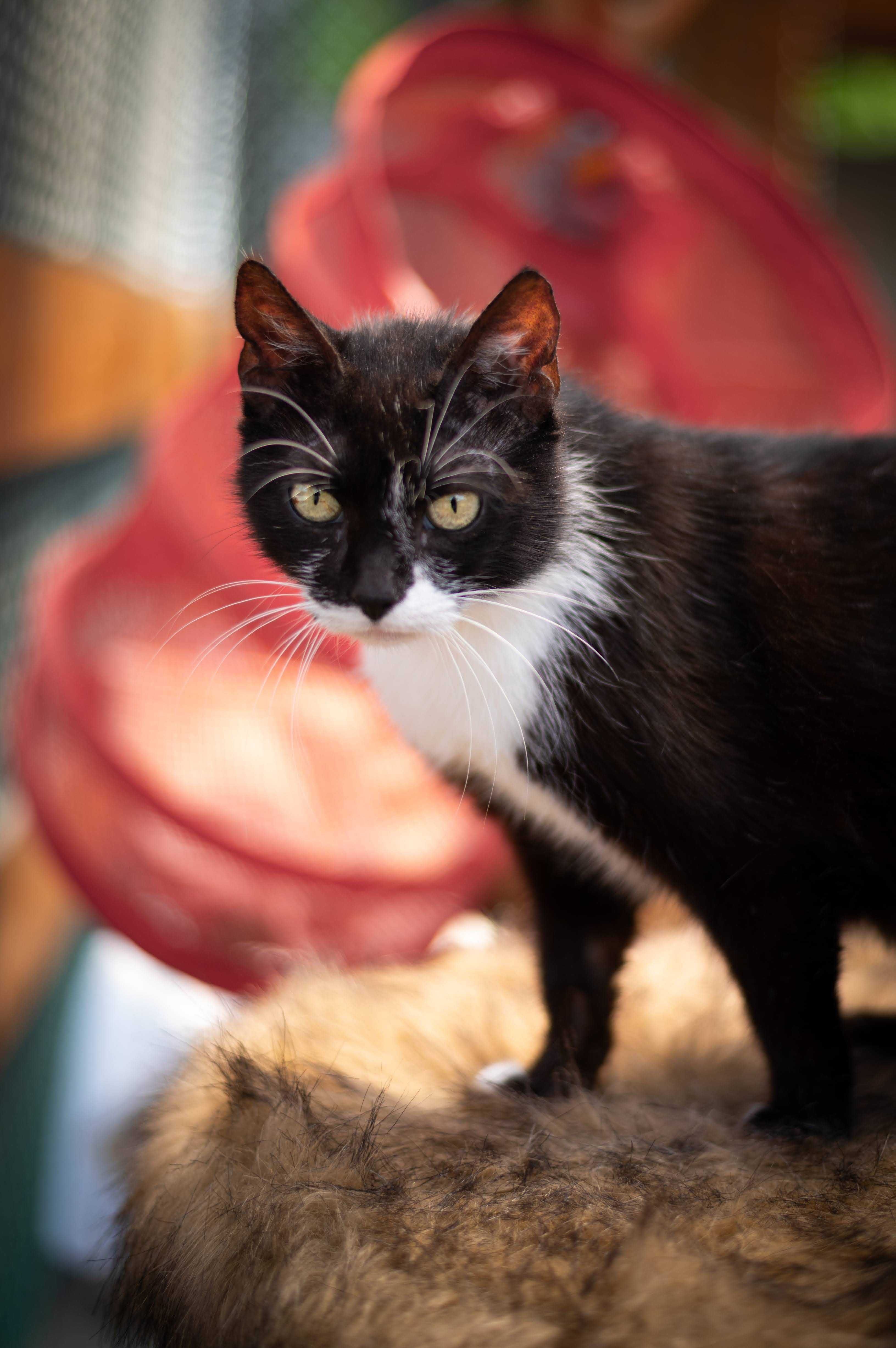 SHAKIRA kotka do adopcji