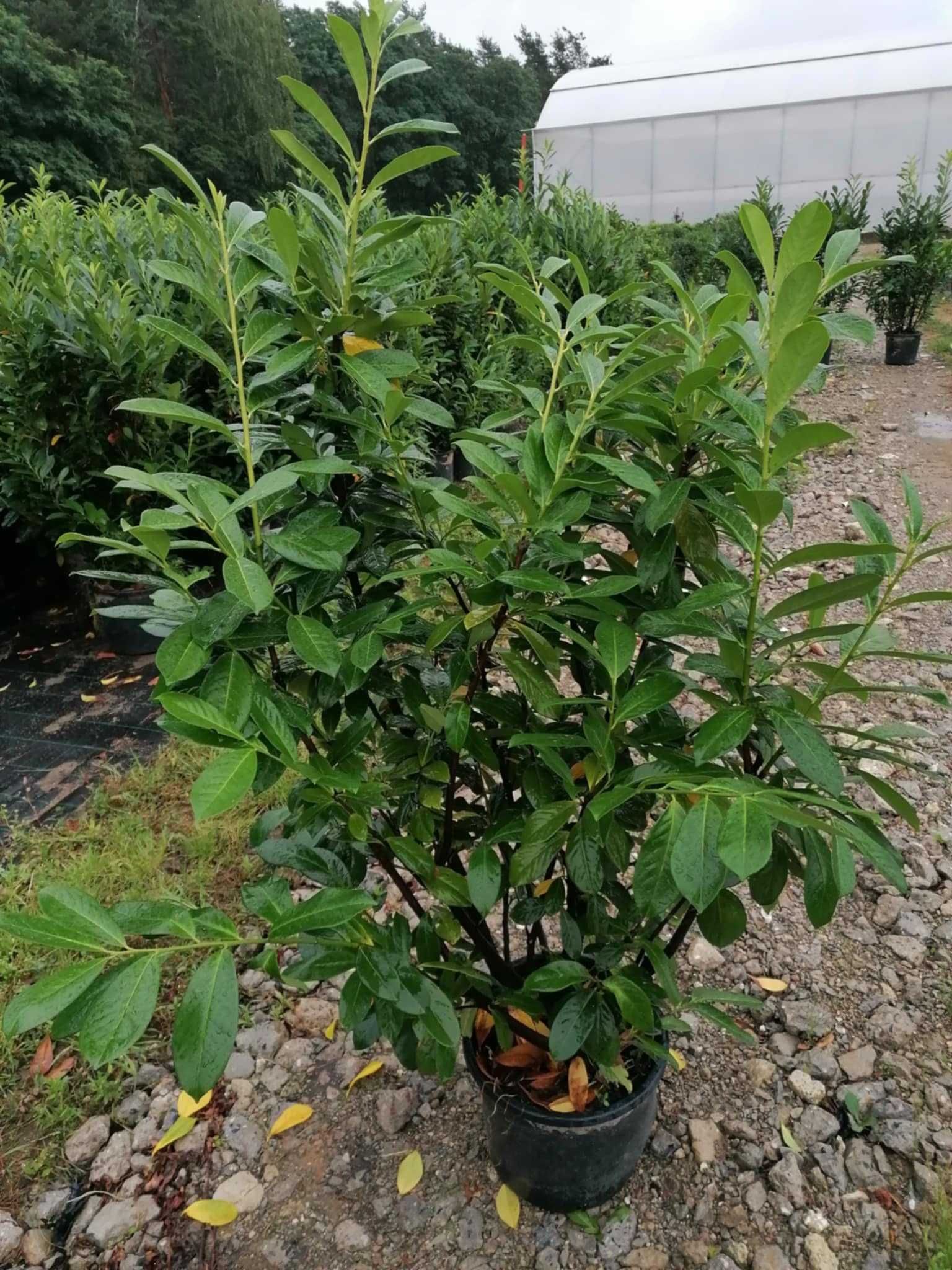 Laurowiśnia wszystkie odmiany dowóz do domu. Wymiar od 110 do 180 cm
