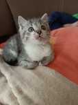 Маленьке кошенятко
