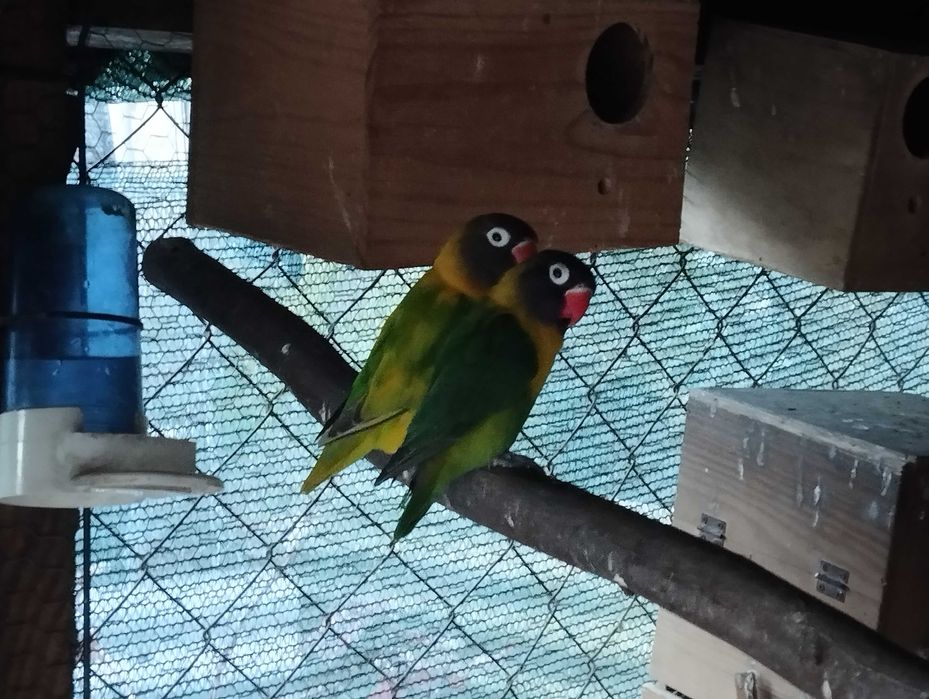 Ring necks e agapórnis para troca