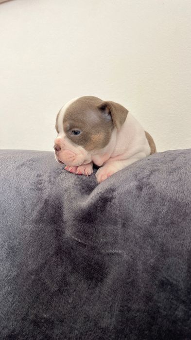American Bully Micro Tricolor Lilac – Linhagem 2xCrow Importada