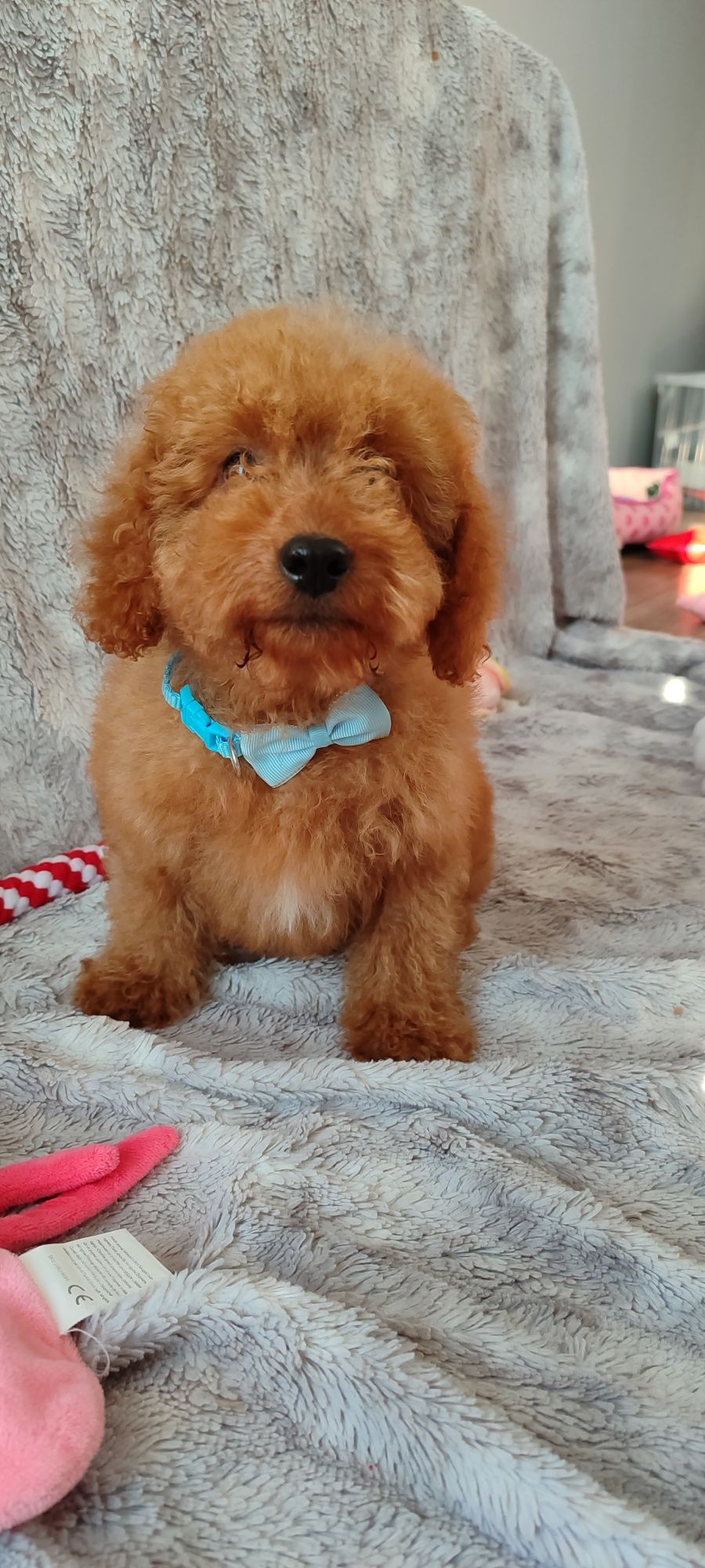 Cavapoo f1b Red cavalier pudel cavapoo