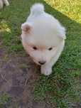 Samojed, piękny szczeniaczek