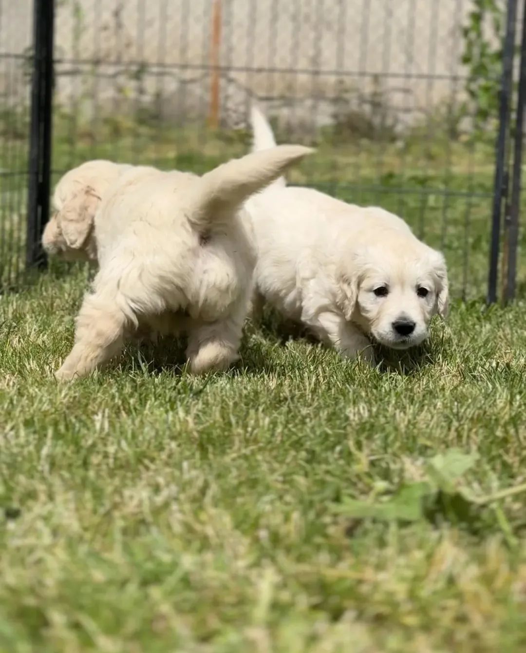 Golden Retriever złoty piesek !!!  Związek Kynologiczny w Polsce.