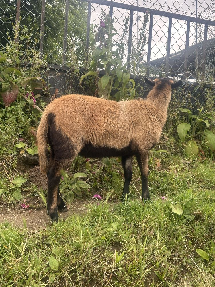 Carneiro dos camarões  com 6 meses