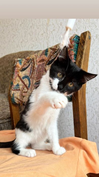 Отдам черно-белого котенка, мальчик,  3,5 месяца