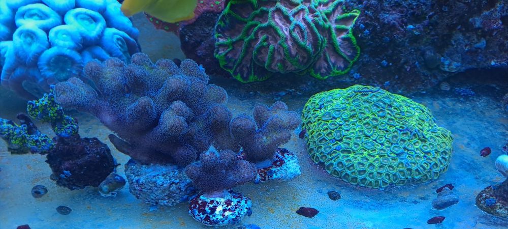 Pocillopora rainbow Queen szczepki sps lps akwarium morskie