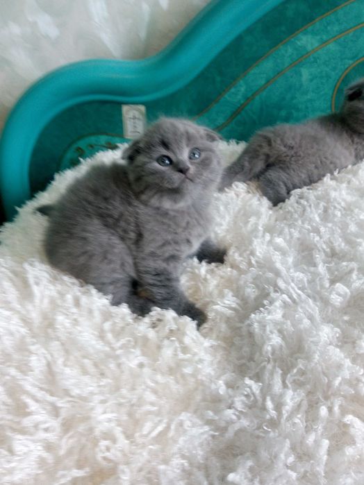 Чистокровна шотландська кішечка.