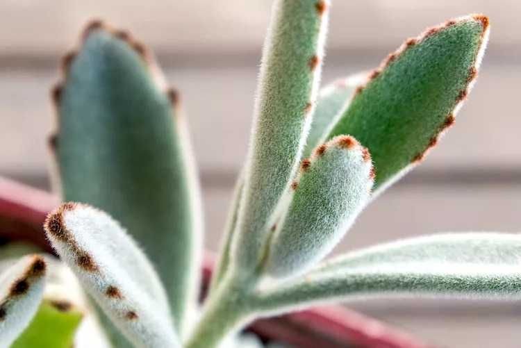 PROMOÇÃO Portes GRATIS Suculentas Catos Aranto Kalanchoe 7 Plantas