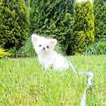 •••CHIHUAHUA_długowłosa•••