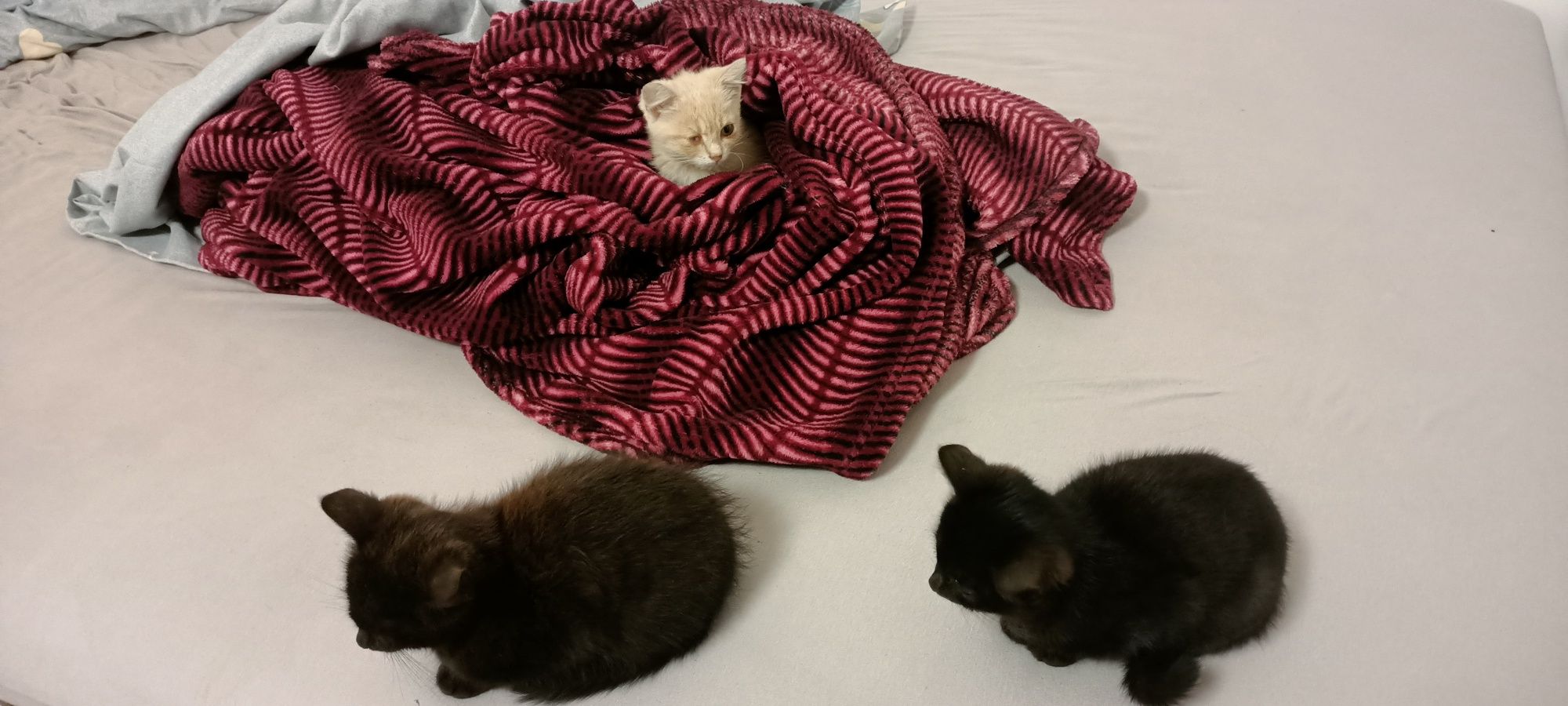 Кошенята в добрі руки