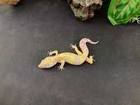 Gekon Lamparci Tremper Tangerine Jungle nr ref. EM86
