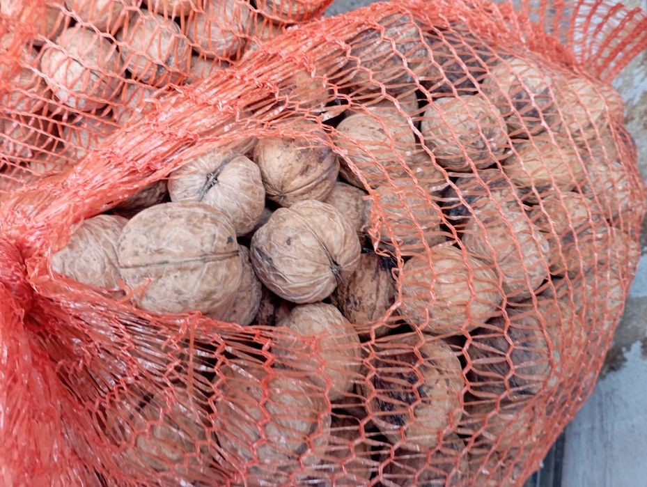 Sprzedam orzechy włoskie posiadam 2 tony