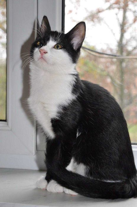 Красотули 3,5 мес (котята)