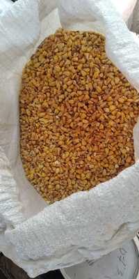 Продам пшеницю  кукурудзу