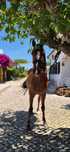 Cavalo Lusitano nobre
