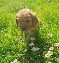 Szczeniak Cocer Spaniel